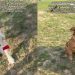 Senior Rescue Dog Goes Years Without Playing, Then Watches & Learns Fetch