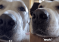 Dog’s Face Makes It Hard for Owner to Deny Her a Trip Outside