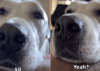Dog’s Face Makes It Hard for Owner to Deny Her a Trip Outside