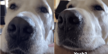Dog’s Face Makes It Hard for Owner to Deny Her a Trip Outside