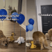 Golden Retriever’s Birthday Surprise Goes Wrong