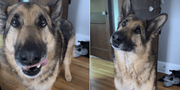 Dog Seems to Have Discovered a Way to Get an Early Dinner