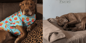 Pit Bull Does Everything a Cat Does