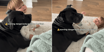 Big Dog Is the Most Gentle & Patient Bodyguard to Little Baby Boy