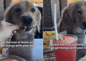 Golden Retriever Goes Drinking With Mom, Gets To Eat Nachos Instead