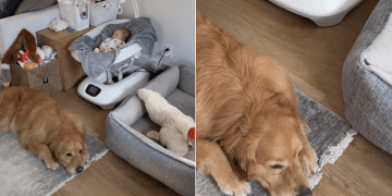 Golden Retriever Chooses To Sleep Close to the Baby Over Anywhere Else