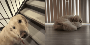 Golden Retriever Teaches the Kind of Love That Humans Often Forget