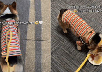 Owner Takes Corgi To Meet Old Co-Workers