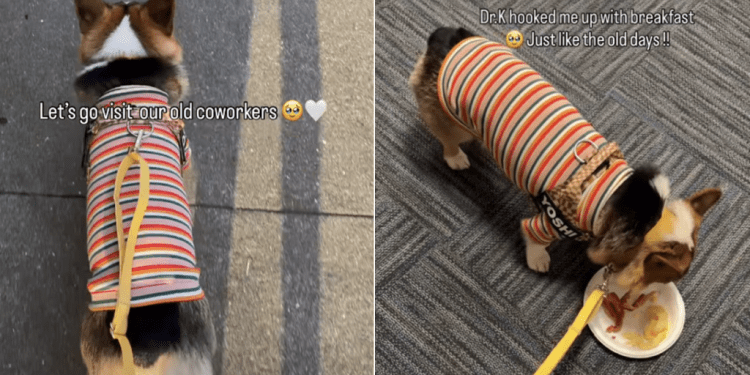 Owner Takes Corgi To Meet Old Co-Workers