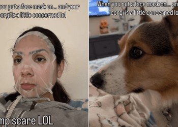 Corgi Feels ‘Concerned’ About Owner Wearing Face Mask