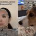 Corgi Feels ‘Concerned’ About Owner Wearing Face Mask