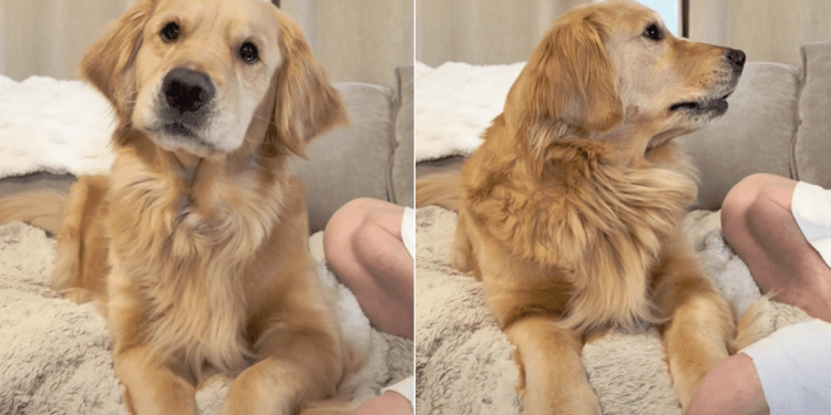 Dog Complains to Mom About Dad During Adorable Conversation