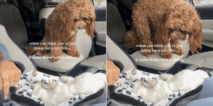 Dog Can’t Believe Her Eyes as Owners Bring New Furry Brother