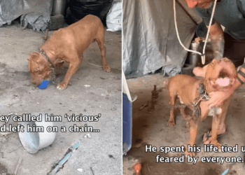 Rescue Dog Tied up for Life Swaps Chains for Car Rides & Beach Trips