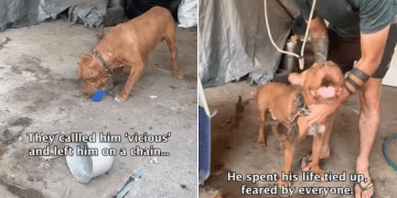 Rescue Dog Tied up for Life Swaps Chains for Car Rides & Beach Trips