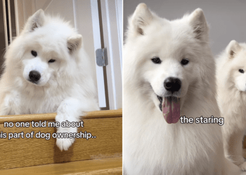 Owner Reveals Samoyeds’ Love for ‘Staring’