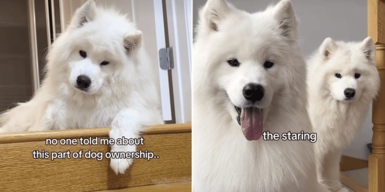 Owner Reveals Samoyeds’ Love for ‘Staring’