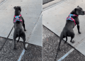 Dog Eagerly Waits for Neighbor Who Spoils Her With Pats on Her Walks
