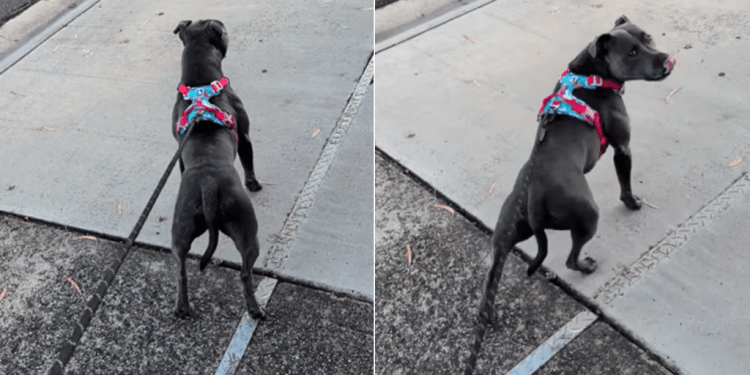 Dog Eagerly Waits for Neighbor Who Spoils Her With Pats on Her Walks