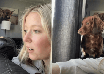 Dog Immediately Joins Owner To Inspect Who Was Outside