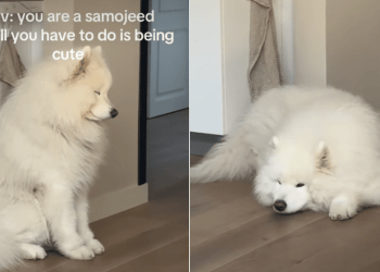 Samoyed Goes for Nap After Falling Asleep While Sitting