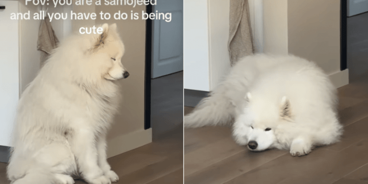 Samoyed Goes for Nap After Falling Asleep While Sitting