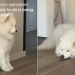 Samoyed Goes for Nap After Falling Asleep While Sitting