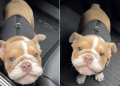 Puppy Tries To Express Her Thoughts in Undeniably Cute Voice