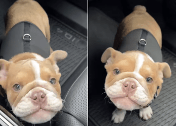 Puppy Tries To Express Her Thoughts in Undeniably Cute Voice