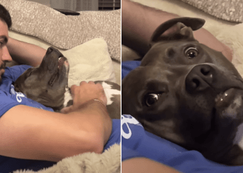 Dog Gives Mom Side Eyes for Disturbing Scratch Time With Dad