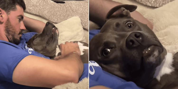 Dog Gives Mom Side Eyes for Disturbing Scratch Time With Dad
