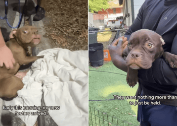 ‘Precious’ Dogs Just Want To Be Held After Arriving at Foster Mom’s Home