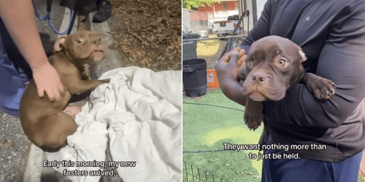 ‘Precious’ Dogs Just Want To Be Held After Arriving at Foster Mom’s Home