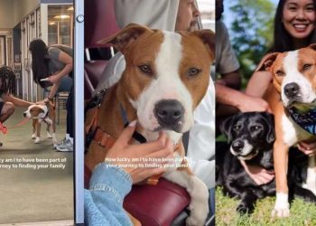 Shelter Dog Finds a Forever Home & Best Friend Just After a Sleepover