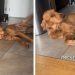 Golden Retriever Tries To Convince Mom She’s Innocent but Acts Extra Sus