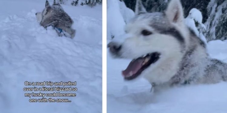 This Dog Isn’t Complaining About Being in the Middle of a Blizzard