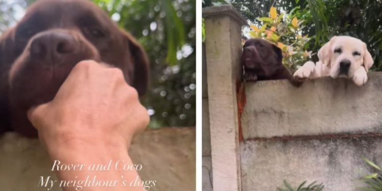 Dogs Peek Over the Wall at Neighbor’s House Only To Get Pets From Her