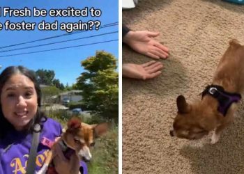 Foster Dog Hesitates, but Learns She Can Trust Dad & Get Close to Him