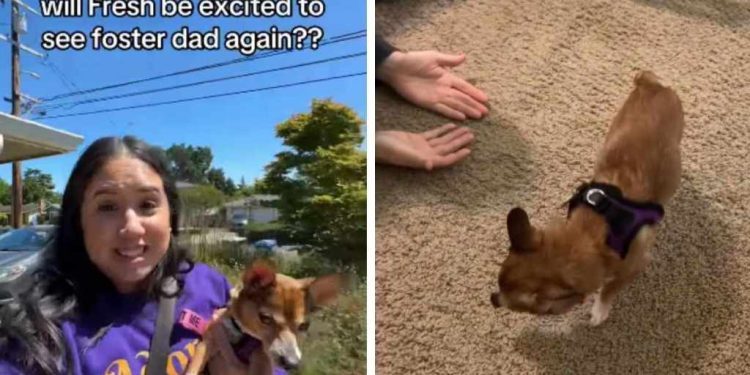 Foster Dog Hesitates, but Learns She Can Trust Dad & Get Close to Him