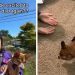 Foster Dog Hesitates, but Learns She Can Trust Dad & Get Close to Him