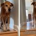 Cat Encourages & Helps Senior Dog To Get Down the Stairs