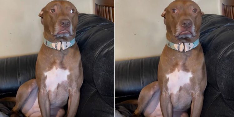 Dog Is Mom’s Baby & Reason Why She’s Yelling at Dad for Being ‘Mean’