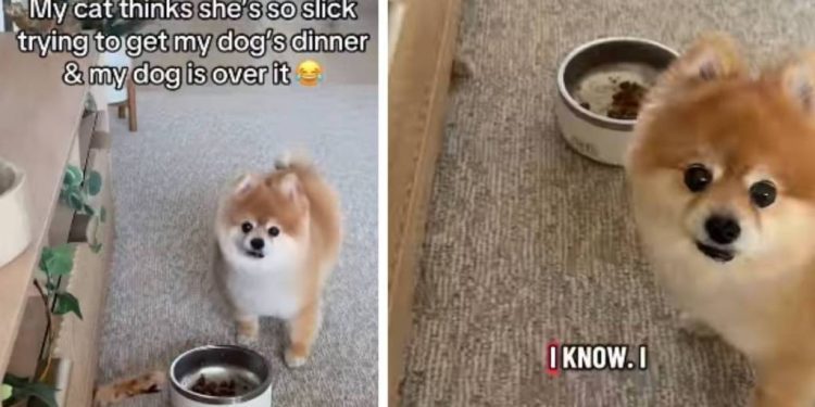 Dog’s Reaction to Cat Trying To Steal Food Is Hilarious