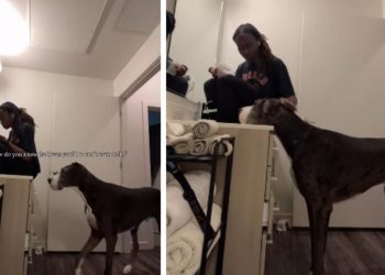 Big Dog Shows Mom How Much He Loves Her Without Saying a Word