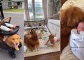 Golden Retrievers Aren’t Replaced by Baby but Turn Into Protectors & So Much More