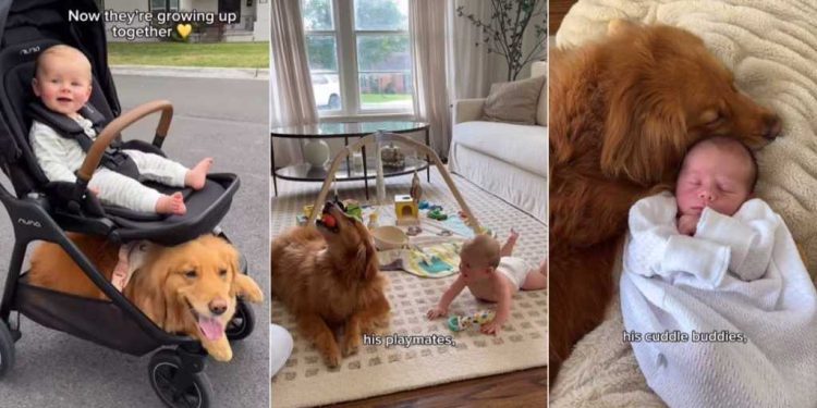 Golden Retrievers Aren’t Replaced by Baby but Turn Into Protectors & So Much More