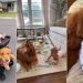 Golden Retrievers Aren’t Replaced by Baby but Turn Into Protectors & So Much More