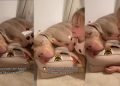 Big Dog Gently Falls Asleep as Little Girl Sings Her Song & Cuddles Him
