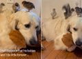 Golden Retriever Is ‘Hurt’ When He Learns His Babies Will Grow up One Day