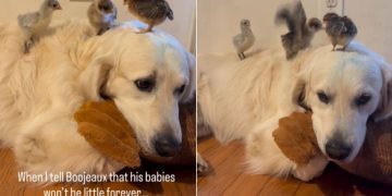Golden Retriever Is ‘Hurt’ When He Learns His Babies Will Grow up One Day